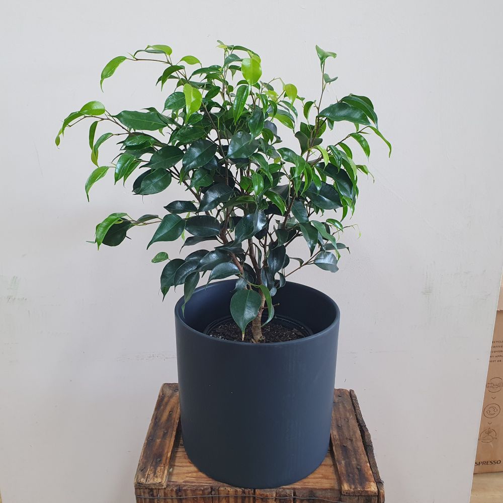 Ficus Benjamina - Midnight Beauty
