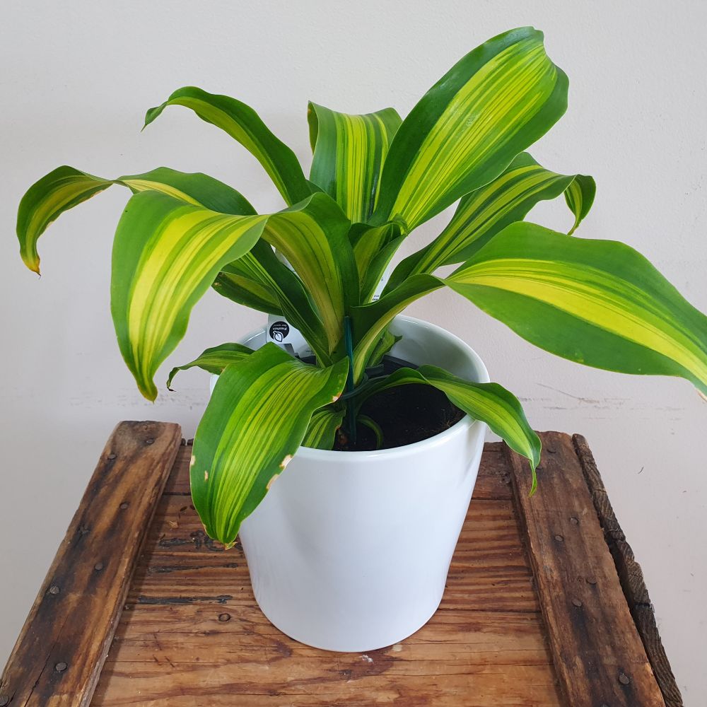 Happy Plant