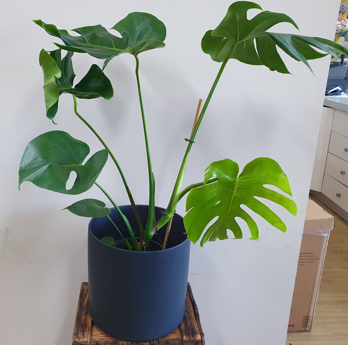 Large Monstera