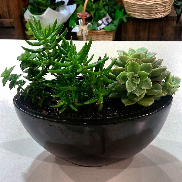 Succulent Planter from Hanging Basket Florist Rockingham