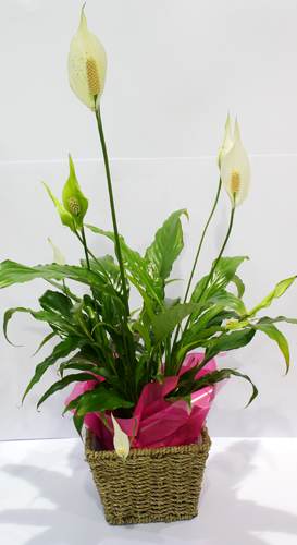 Spathaphyllum (Peace Lily) Spathaphyllum (Peace Lily)