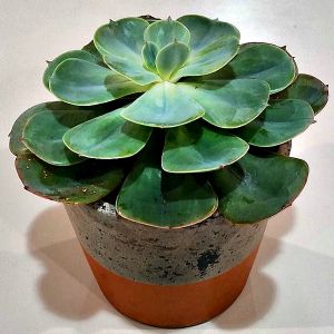 Succulent ion a Concrete Pot