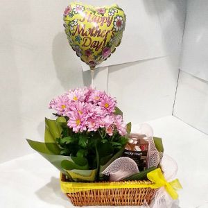 Potted Chrysanthemum Gift for Mother Day