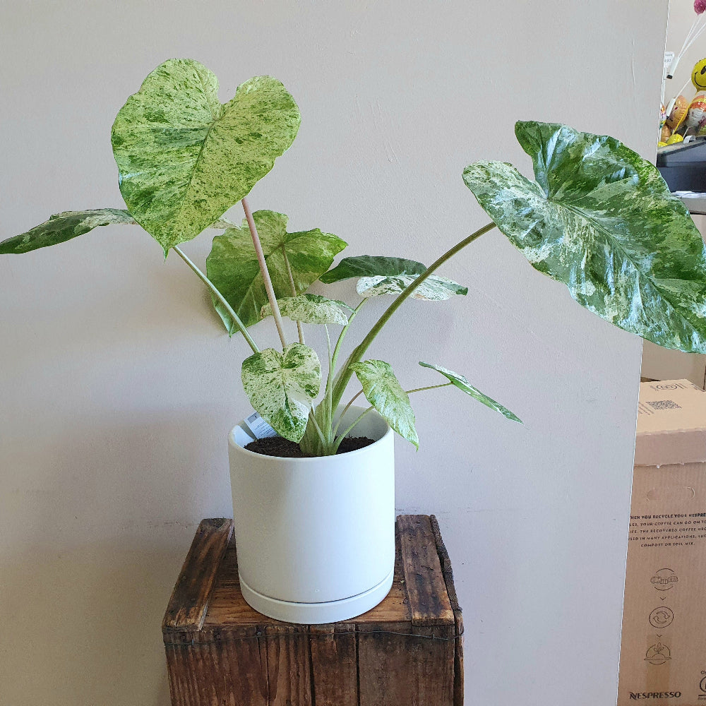 Potted plant with variegated leaves