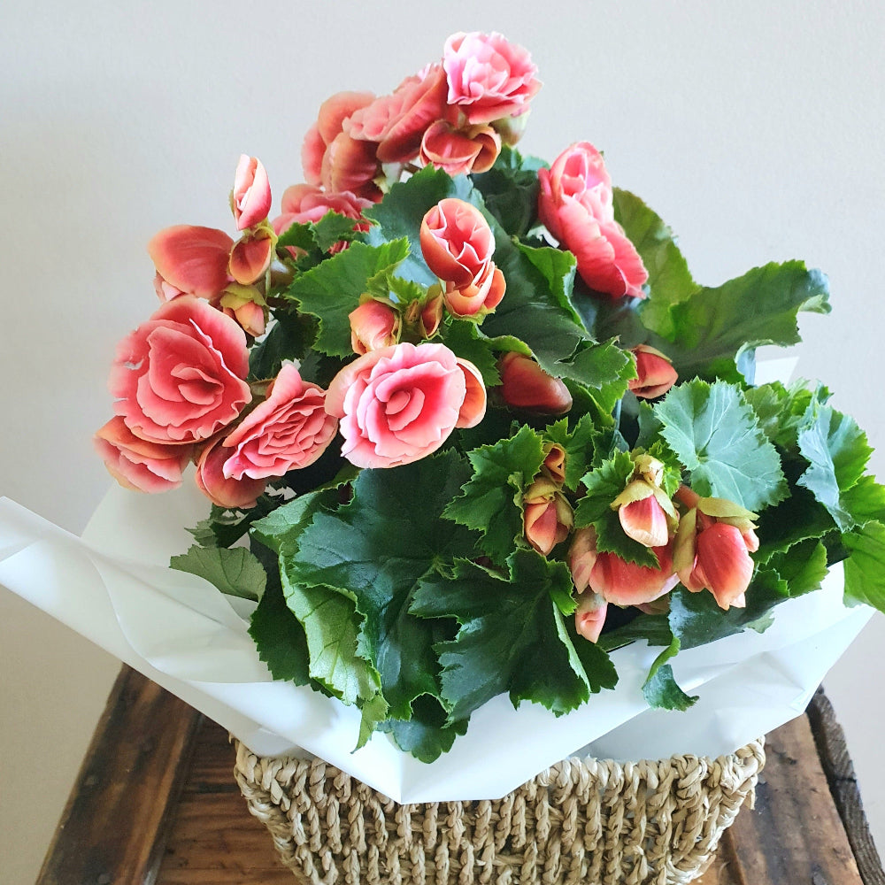 Flowering plant for delivery in Baldivis and Rockingham