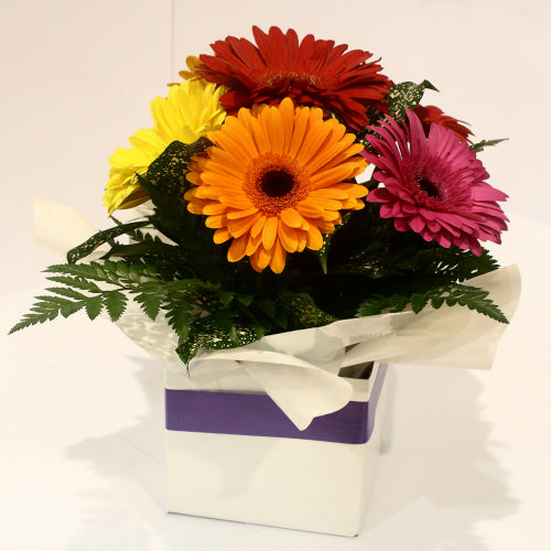 Bright mixed colour gerbera box arrangement for delivery in Rockingham