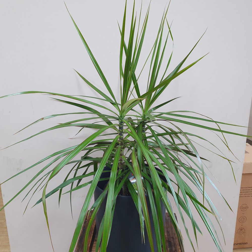 Dracaena Marginata - Dragon Tree