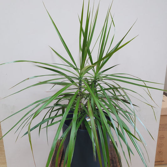 Dracaena Marginata - Dragon Tree