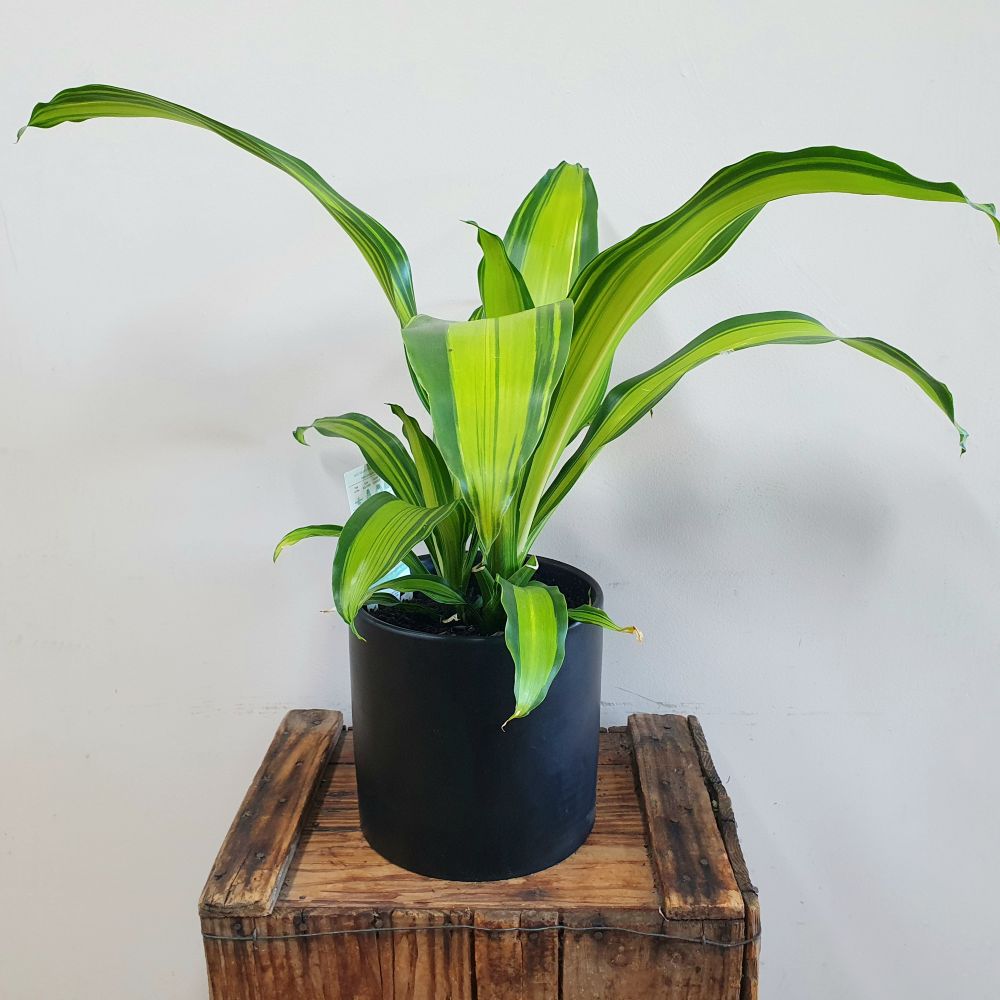 Potted plant with green leaves on a wooden surface against a white background