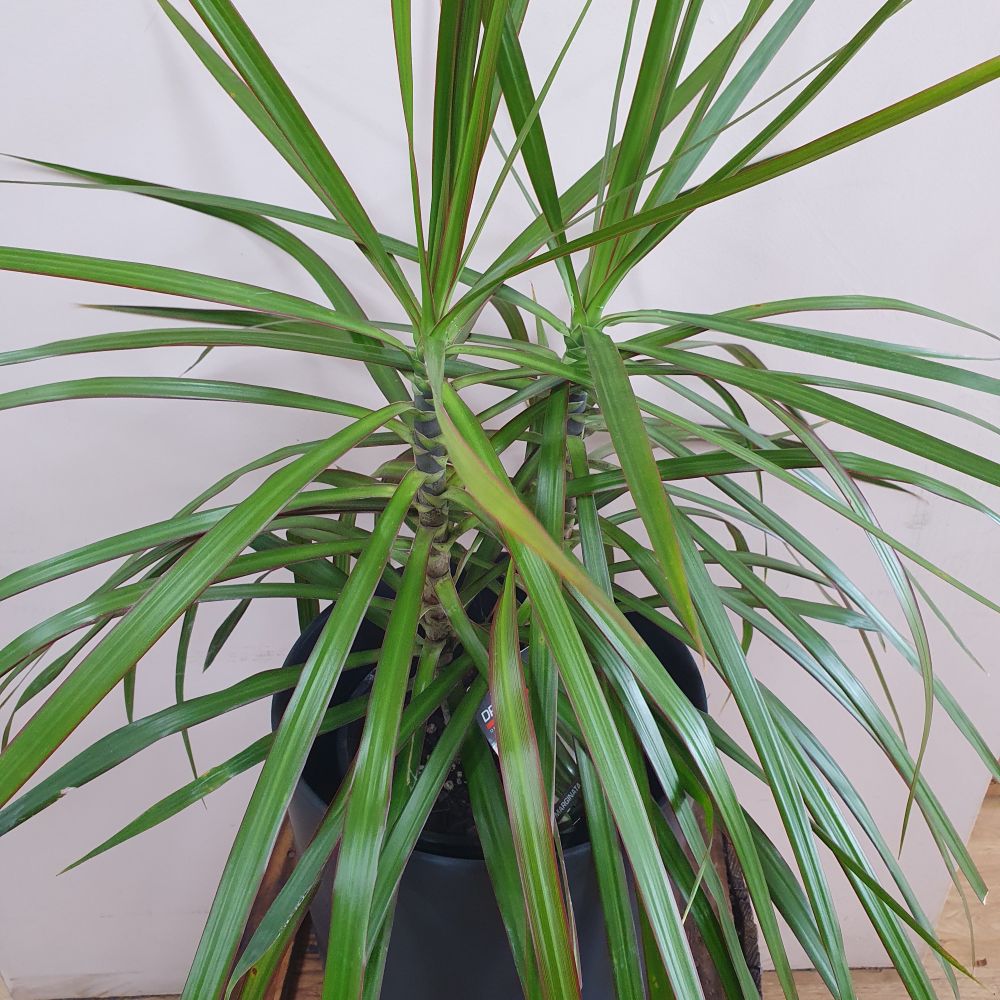 Dracaena Marginata - Dragon Tree