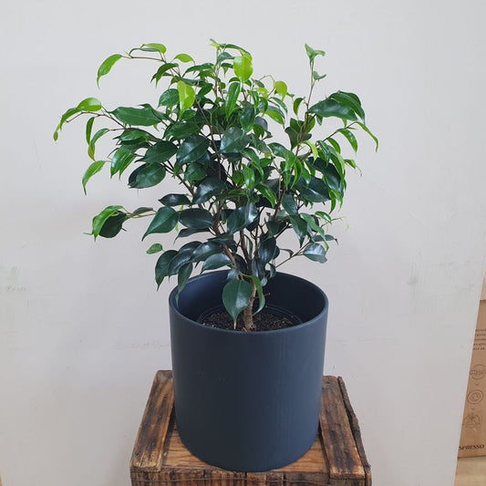 Ficus Benjamina - Midnight Beauty