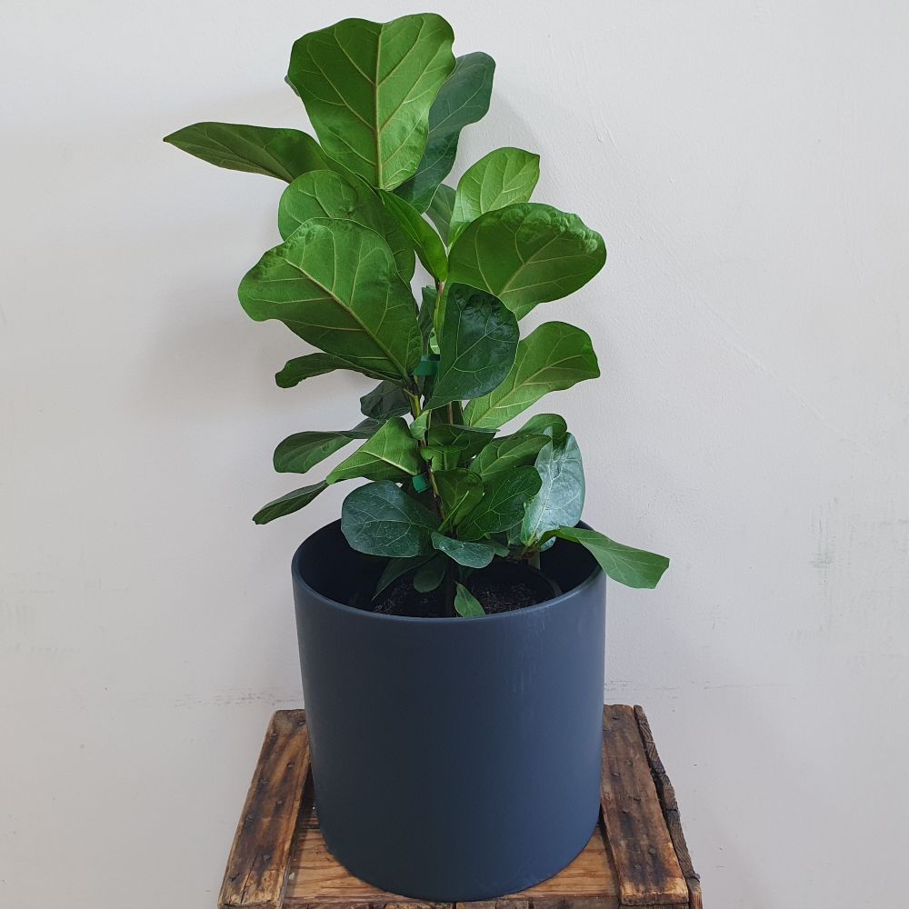 Large Indoor Plant for delivery in Rockingham, Baldivis, Kwinana