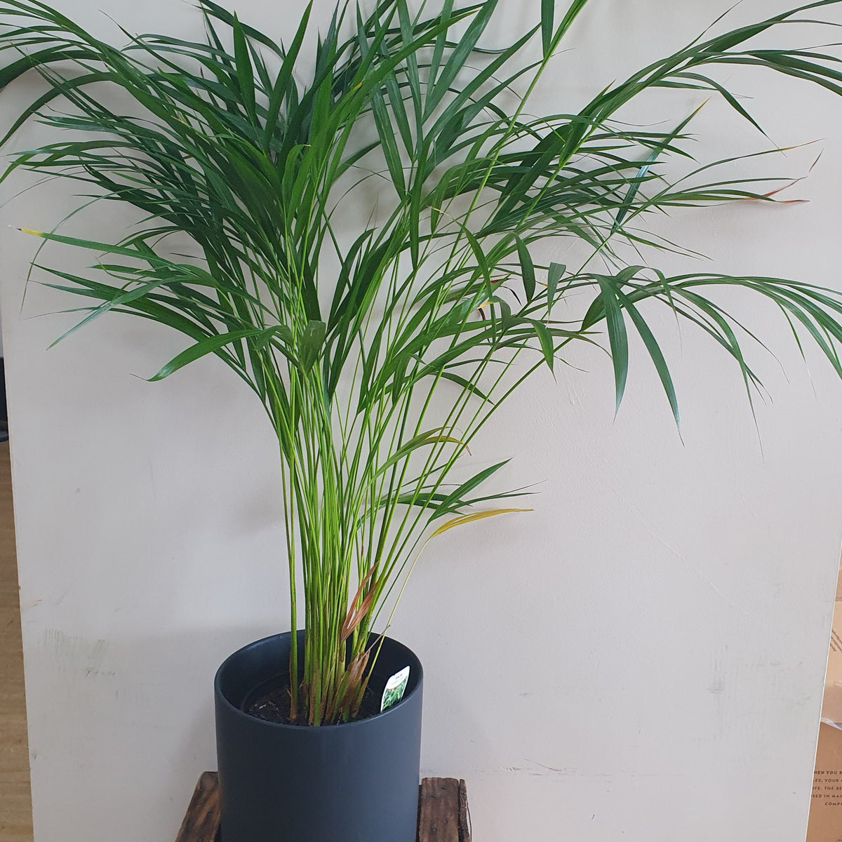Golden Cane Palm