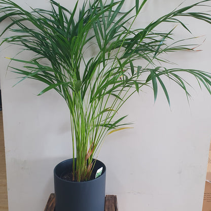 Golden Cane Palm