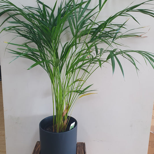 Golden Cane Palm