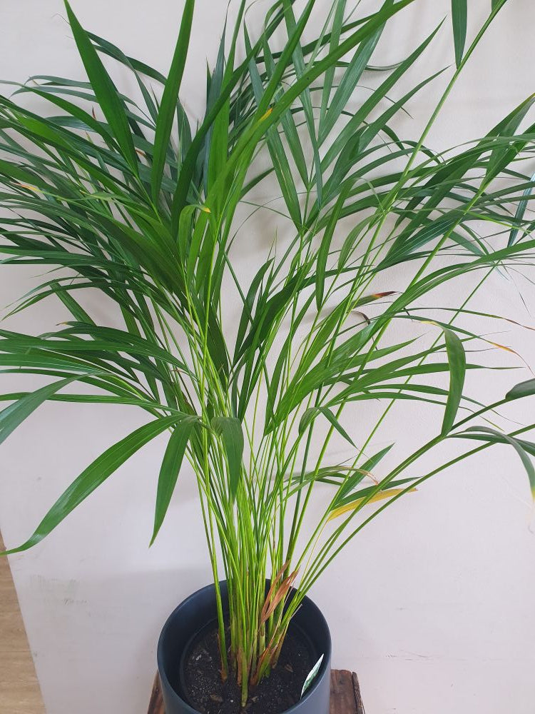 Golden Cane Palm