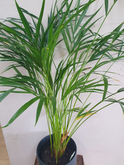 Golden Cane Palm