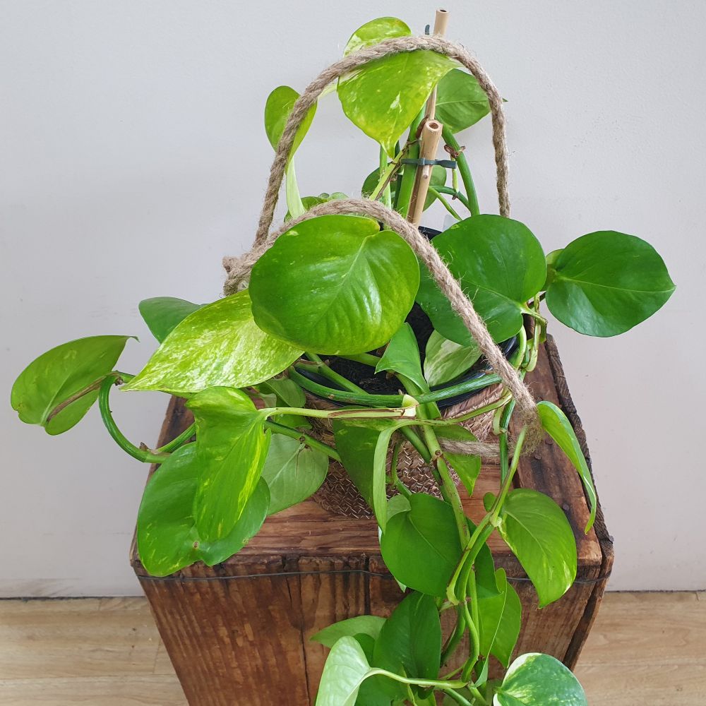 Pothos Hanging Basket