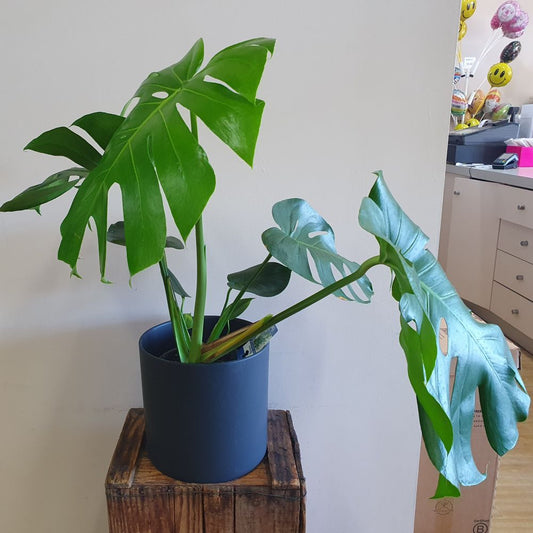 Monstera Plant for Delivery in Rockingham