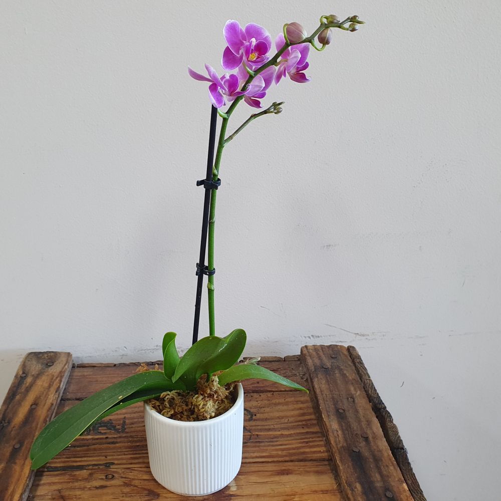 Mini Orchid Plant