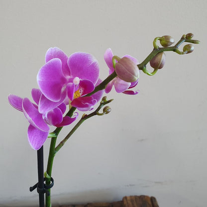 Mini Orchid Plant