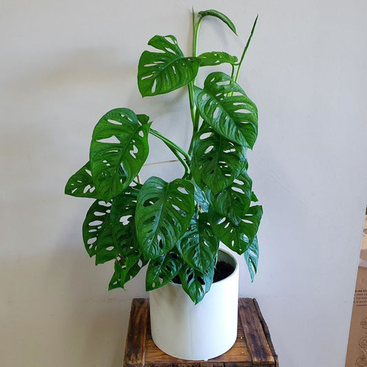 Monkey Mask Monstera