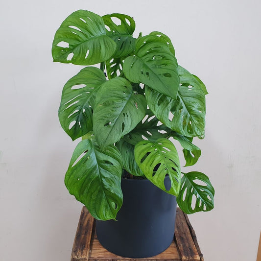 Monkey Mask Monstera