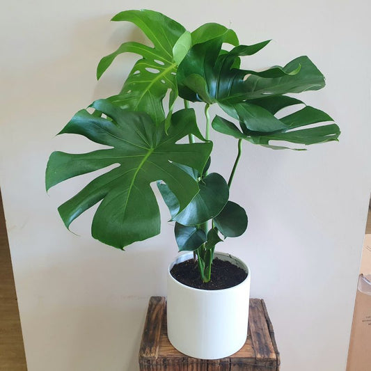 Large Monstera
