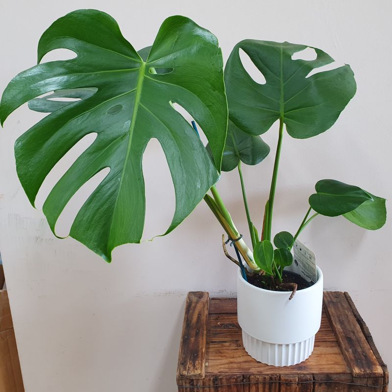 Monstera indoor plant in a white ceramic pot  for delivery in Baldivis