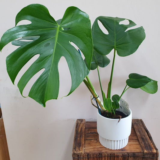 Monstera indoor plant in a white ceramic pot  for delivery in Baldivis