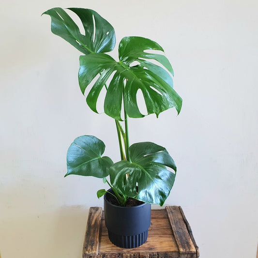 Monstera Indoor Plant in a Ceramic Pot for delivery in Rockingham, Baldivis, Kwinana