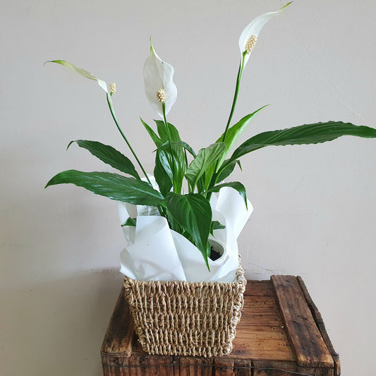 Peace Lily Indoor Flowering Plant for delivery in Rockingham, Baldivis
