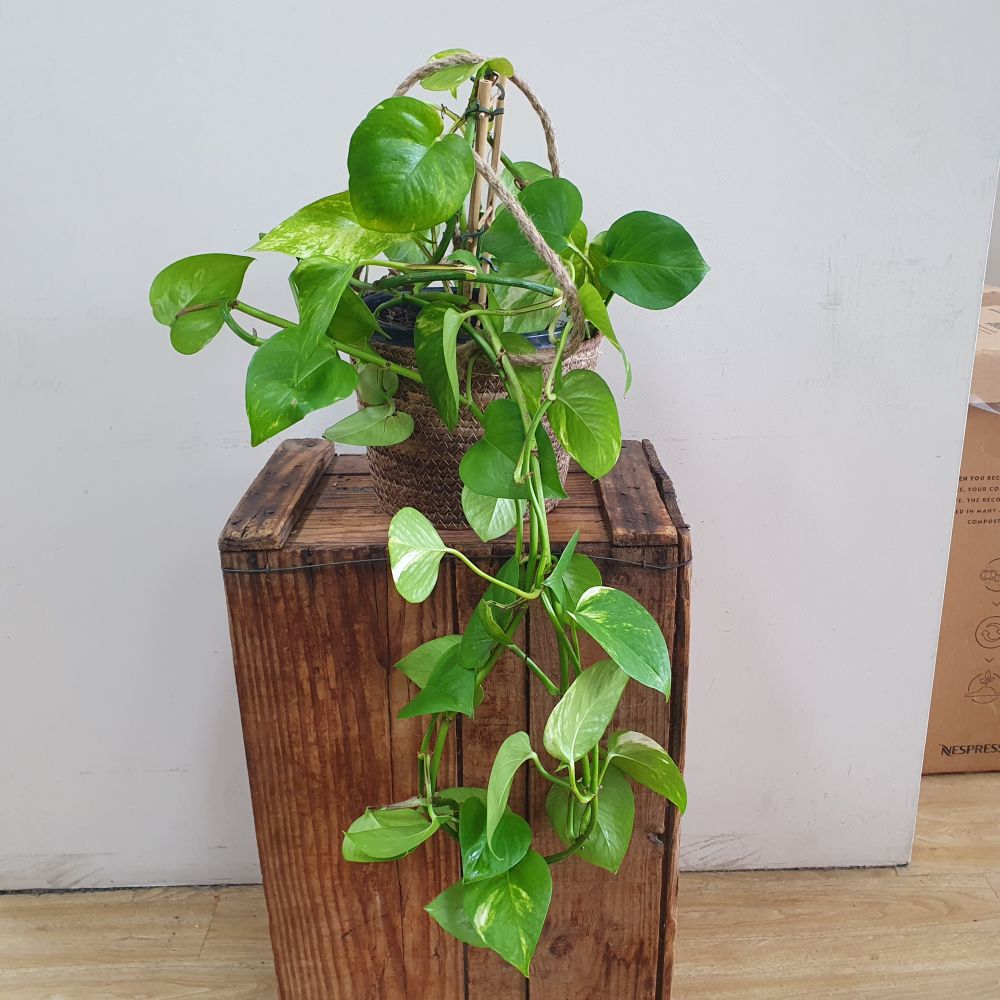 Hanging Basket in Baldivis, Kwinana, Rockingham