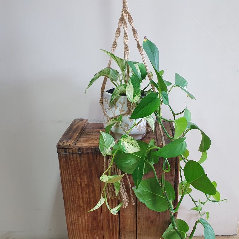 Pothos in a Ceramic and Macrame Hanging Basket