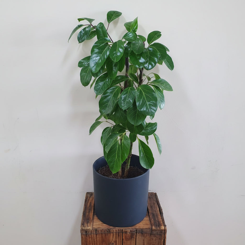 Umbrella Plant for delivery in Baldivis, Kwinana, Rockingham