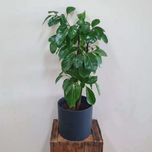Umbrella Plant for delivery in Baldivis, Kwinana, Rockingham