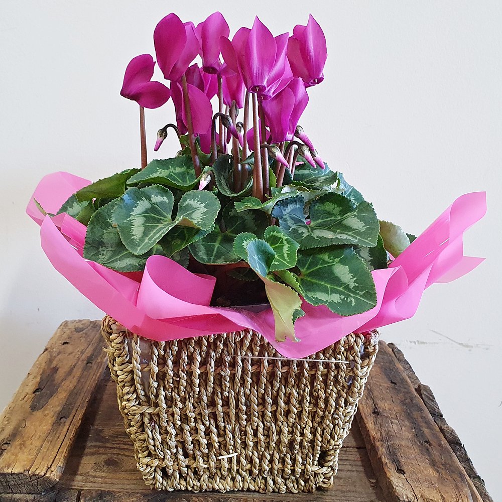 Seasonal flowering plant for delivery in Rockingham