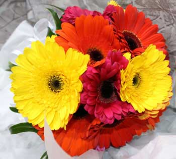 Gerbera Posy