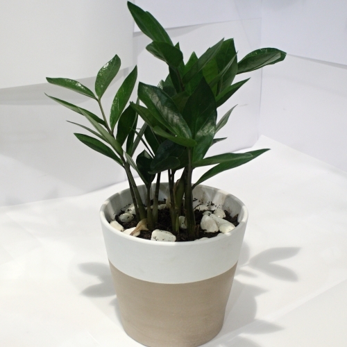 ZZ Plant Hanging Basket Florist Rockingham