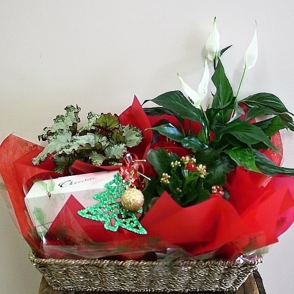 Christmas Plants and Chocolates Hanging Basket Florist Rockingham