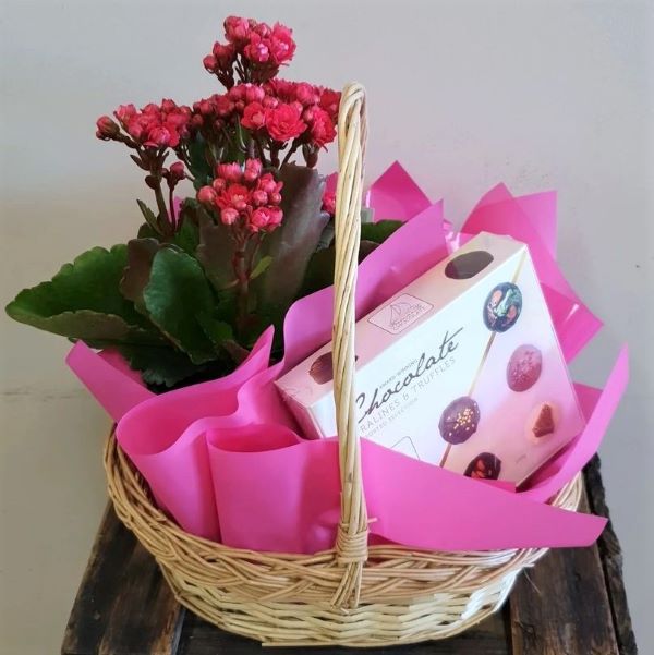 Plant and Chocolates Hanging Basket Florist Rockingham