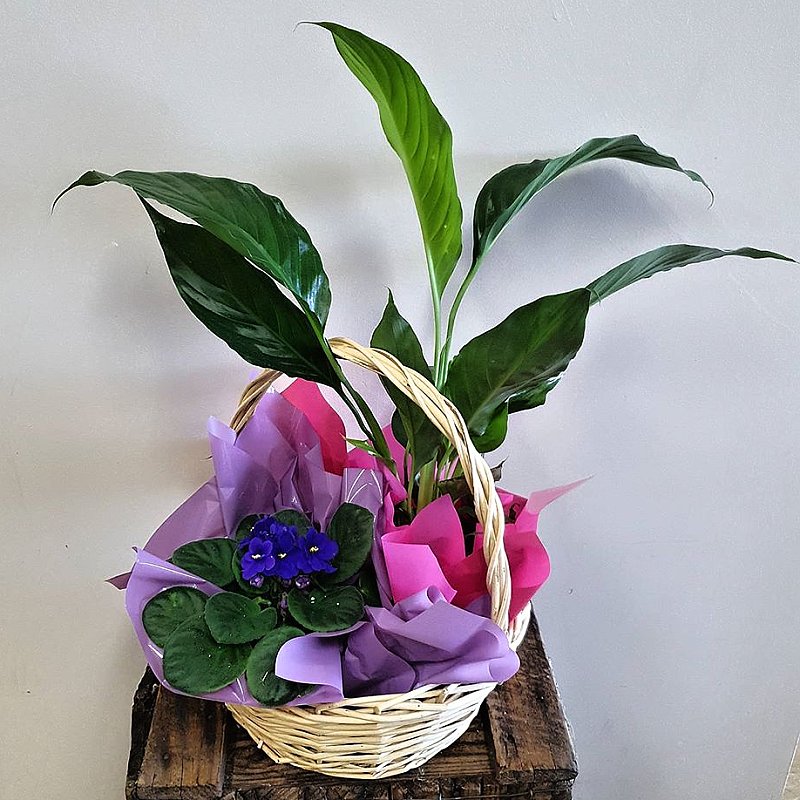 Small Plant Basket Hanging Basket Florist Rockingham