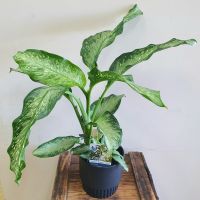 Dieffenbachia