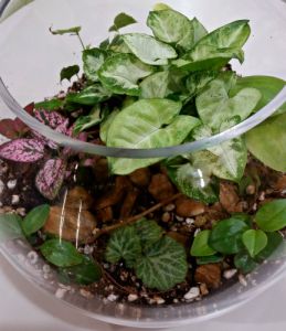 A Terrarium on display at Hanging Basket Florist. One of the many options for gift delivery to Baldivis.