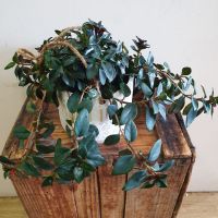 Goldfish Plant Hanging Basket