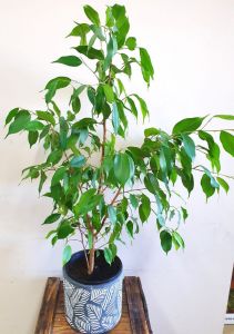 Ficus Benjamina