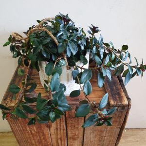 Goldfish Plant Hanging Basket