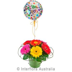 Gerberas and Balloon