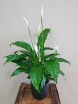 Large Peace Lily