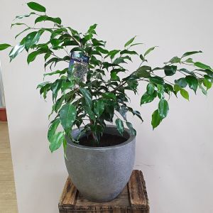 Ficus